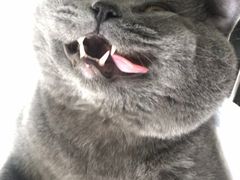 -中农大我爱我爱动物医院·核磁CT·猫病·24小时夜诊中心(石佛营店)