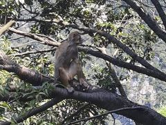 -庐山风景区花径公园
