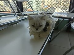 -怪兽屋·羊驼·猫咖·狗咖(俊华广场店)