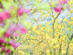 -天适樱花悠乐园