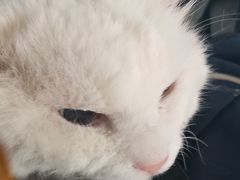 -瑞派福兴宠物医院犬猫全科·骨科·中西医结合(河东店)