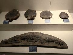 -安徽省地质博物馆