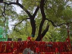 -大槐树寻根祭祖园