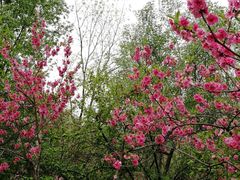 -顺鑫绿色度假村