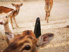 -常州淹城野生动物世界