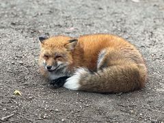 -宫城藏王狐狸村