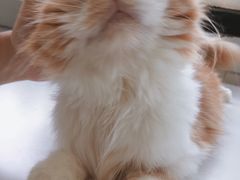 -喵的天空名猫咖啡馆·撸猫·猫舍·用品