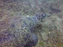 -东姑阿都拉曼海洋公园