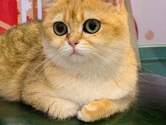 -猫小院猫主题餐厅(三里屯店)