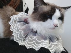 -怪兽屋·羊驼·猫咖·狗咖(俊华广场店)