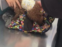 -王允海动物医院(中央大街店)