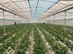 -建德果蔬乐园绪塘草莓基地