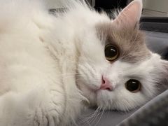-瑞派康怡24h宠物医院·犬猫医疗中心·微创绝育(瑞景分院)