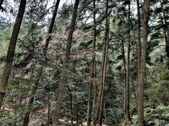 -綦江古剑山