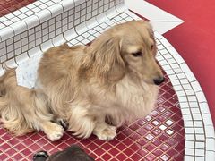 -和它·交个朋友·狗咖猫咖(爱琴海店)