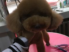 -瑞派宠物医院·24小时骨科·心脏·核磁(哈尔滨南岗店)