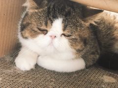 -瞄一喵猫咖(格力海岸店)