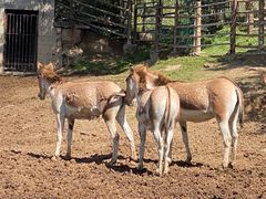 -青藏高原野生动物园
