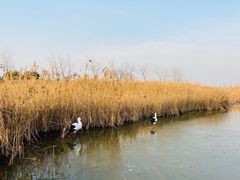 -盐城丹顶鹤湿地生态旅游区