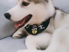 -Husky Go! 哈士奇体验馆·宠物咖啡厅狗咖