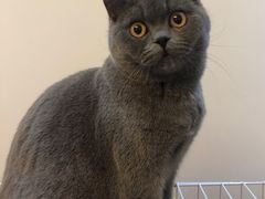 -猫大福·Fortune Cat猫舍(百子湾店)