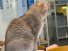 -有喵·猫咖·狗咖·30几只猫10只小狗(岗厦店)