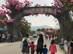 -天适樱花悠乐园
