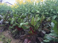 iphone_upload_pic-田园东方蜜桃村的田野营地