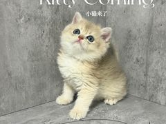 -小猫来了·猫舍(红山六九七九店)