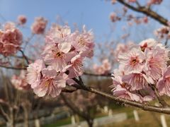 -梅花山(明孝陵内)