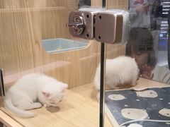-屋虎猫馆(宝安大仟里店)