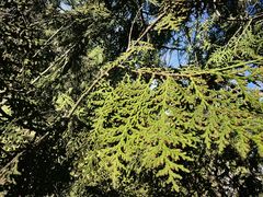 -北京鹫峰国家森林公园