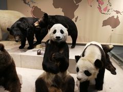 -上海大自然野生昆虫馆(东方明珠·爬宠昆虫探索中心)