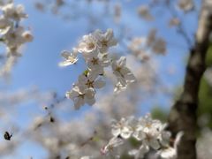 -新虹桥中心花园