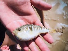 -阿弟特色海鲜餐厅·大排档(平潭店)