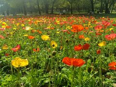 -上海共青森林公园