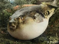 -玄品河豚(那覇國際通里之関)