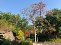 -深圳仙湖植物园