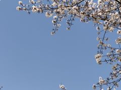 -顾村公园