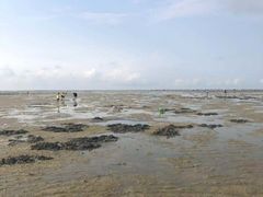 -红树林天天赶海