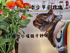 -大青树咖啡(大理古城店)