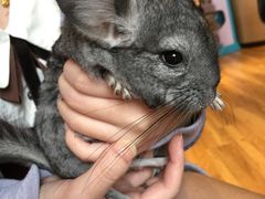 -藦茜花园宠物主题亲子互动体验馆(国顺东路店)