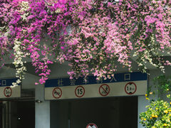 -深圳仙湖植物园-停车场