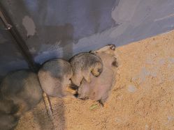 -酷嗒动物文化乐园(cutezoo西溪乐天城店)