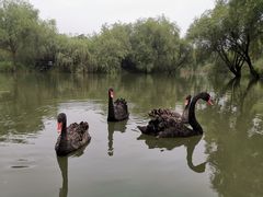 -长兴太湖图影湿地文化园