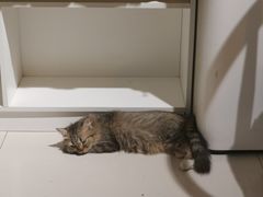 -平行世界·猫咖(首经贸店)