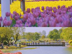 -上海共青森林公园