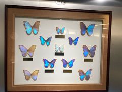 -上海昆虫博物馆