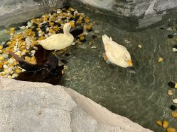 -Zoolung Zoolung动物主题公园(海信广场店)