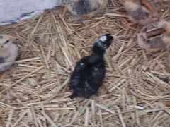 -南汇老顾农家乐采摘大团水蜜桃采摘店